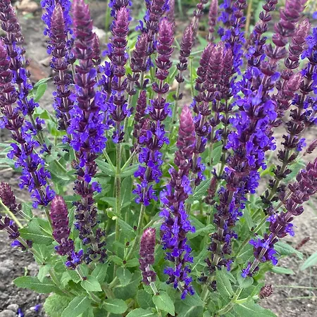 Casa de Férias La Jura *